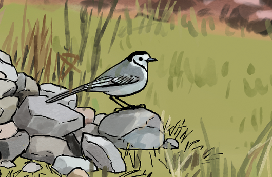 Illustration einer Bachstelze
