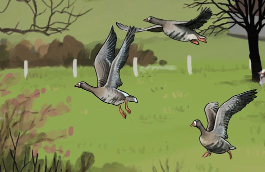 Illustration einer Blässgans