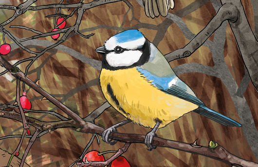 Illustration einer Blaumeise