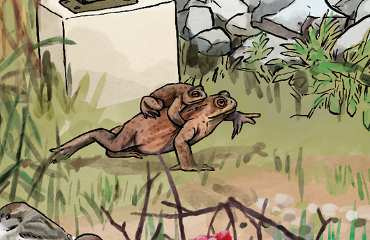 Illustration einer Erdkröte