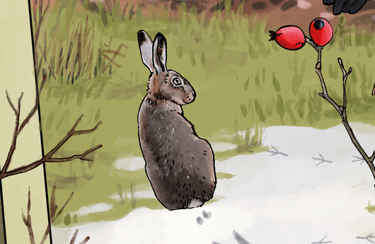 Illustration eines Feldhasen