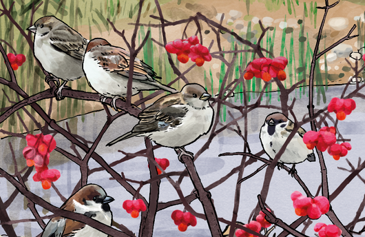 Illustration eines Feldsperlings