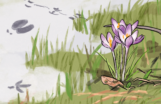 Illustration eines Frühlingskrokus