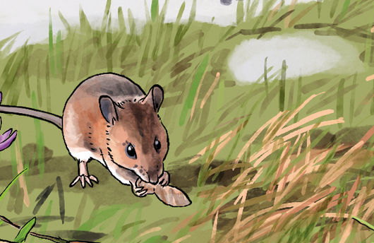 Illustration einer Gelbhalsmaus