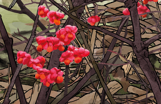 Illustration des Gemeinen Pfaffenhütchens