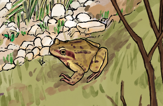 Illustration eines Grasfrosches