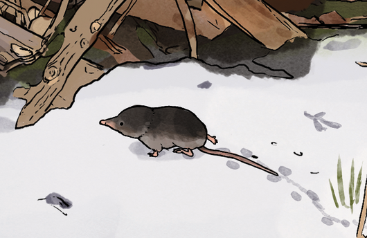 Illustration einer Hausspitzmaus