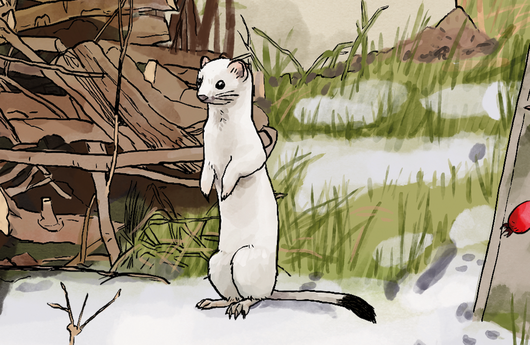 Illustration von einem Hermelin