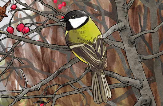 Illustration einer Kohlmeise