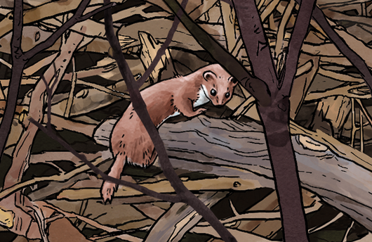 Illustration eines Mauswiesel