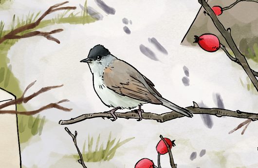 Illustration eines Mönchsgrasmückenmännchen