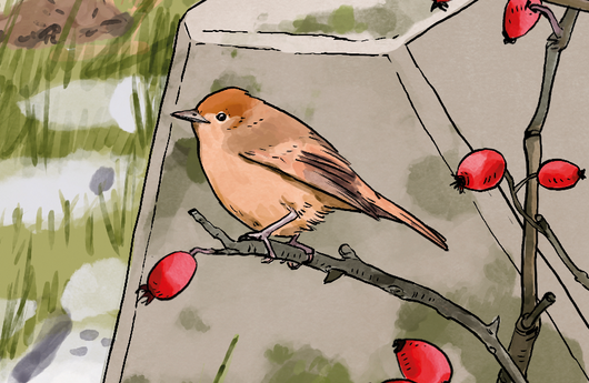 Illustration eines Mönchsgrasmückenweibchen