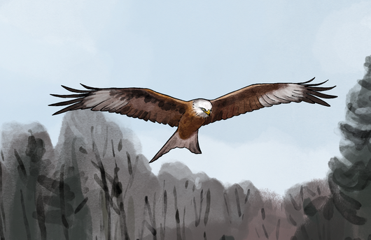 Illustration eines Rotmilans