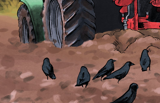 Illustration einer Saatkrähe