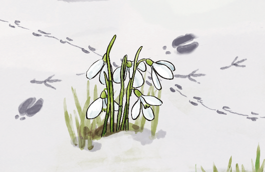 Illustration eines Schneeglöckchens