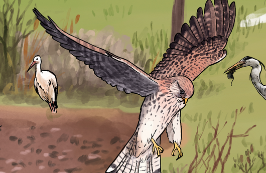Illustration eines Turmfalken