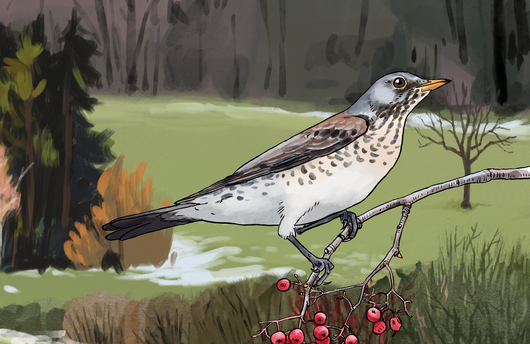 Illustration einer Wacholderdrossel