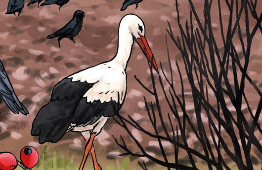 Illustration vom Weissstorch