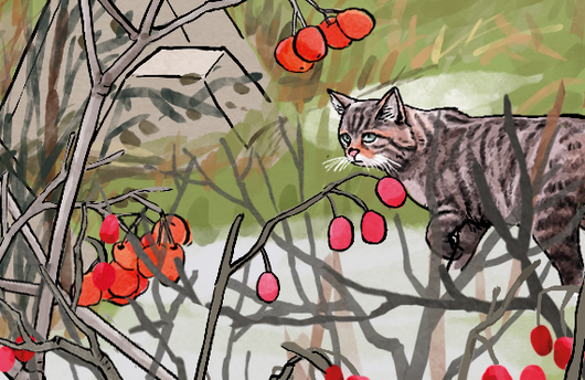 Illustration einer Wildkatze
