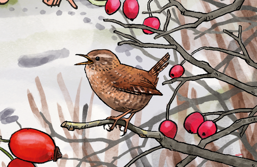 Illustration eines Zaunkönigs