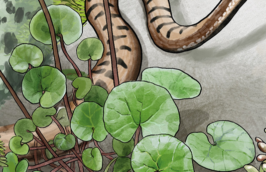 Illustration eines Alpen-Milchlattichs