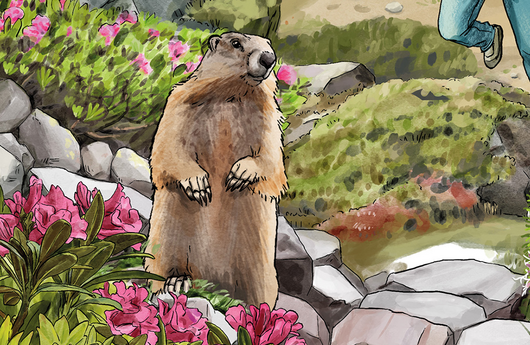 Illustration eines Alpenmurmeltiers