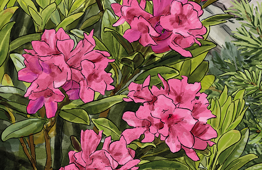 Illustration einer Alpenrose