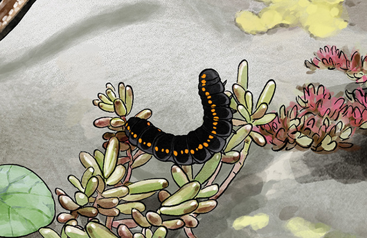 Illustration einer Apollofalterraupe