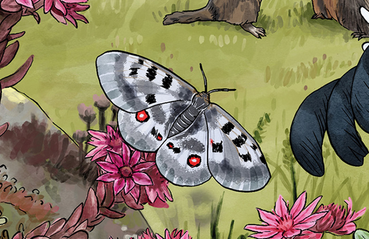 Illustration eines Apollofalters