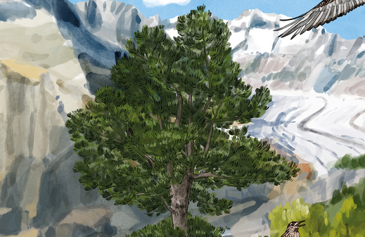 Illustration einer Arve