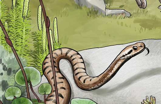 Illustration einer Aspisviper