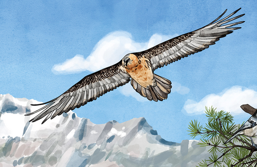 Illustration eines Bartgeiers
