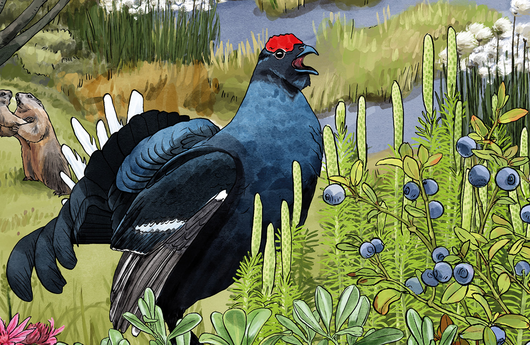 Illustration von einem Birkhuhn