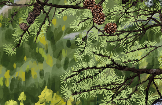 Illustration einer europäischen Lärche
