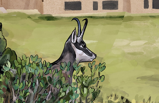 Illustration einer Gämse