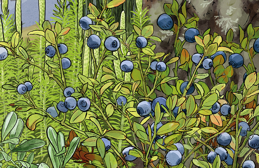 Illustration einer Heidelbeere