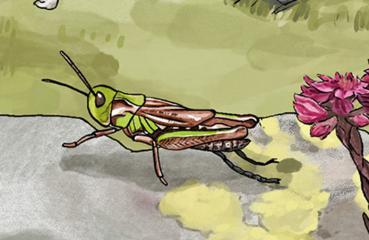Illustration einer Kurzfühlerschrecke