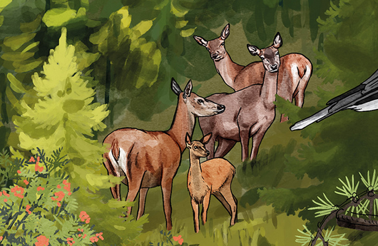 Illustration von Rothirschen