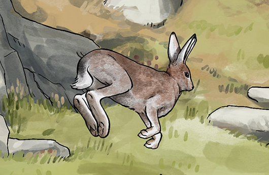Illustration eines Schneehasen