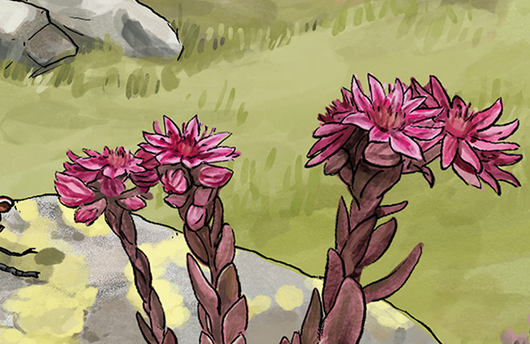 Illustration von Spinnweb-Hauswurz