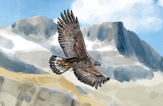Illustration eines Steinadlers