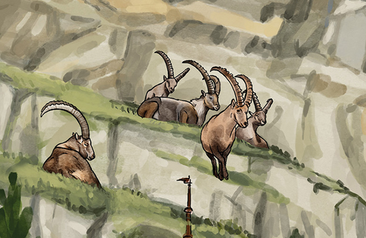 Illustration eines Steinbocks
