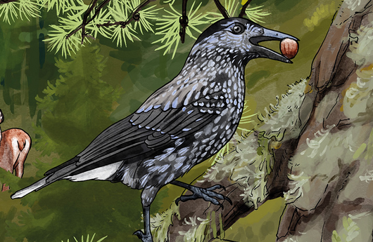 Illustration von einem Tannenhäher
