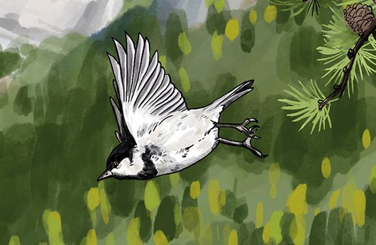 Illustration einer Tannenmeise