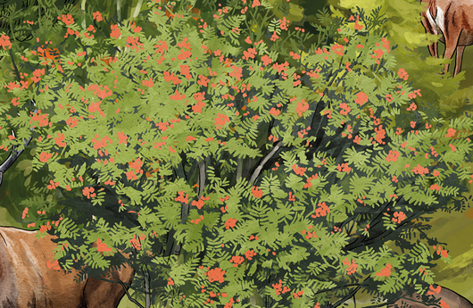 Illustration von einem Vogelbeerbaum
