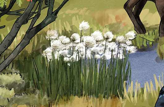 Illustration von Wollgras