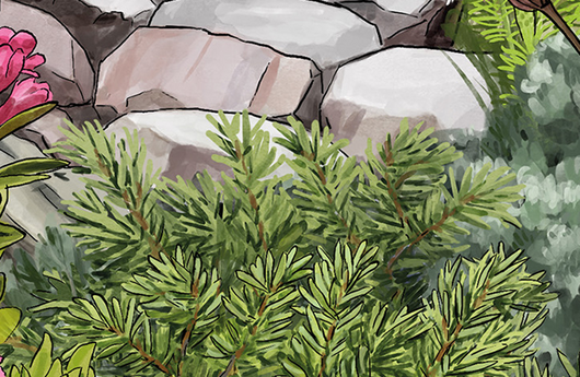 Illustration von Zwerg-Wacholder