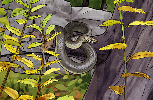 Illustration einer Äskulapnatter