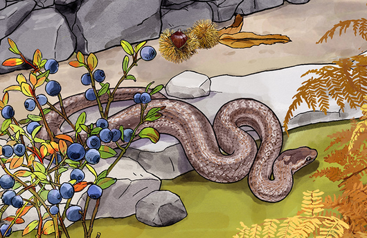 Illustration einer Aspisviper