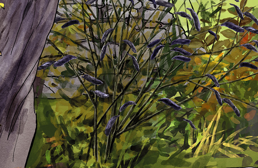 Illustration von Besenginster